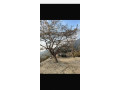plot-for-sale-on-mussoorie-road-dehradun-small-1